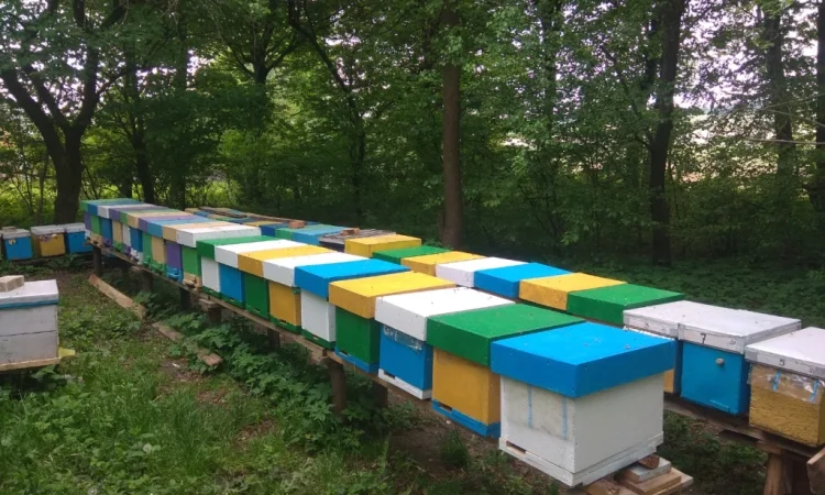 Продаж бджолопакетів Карніка - фото № 3