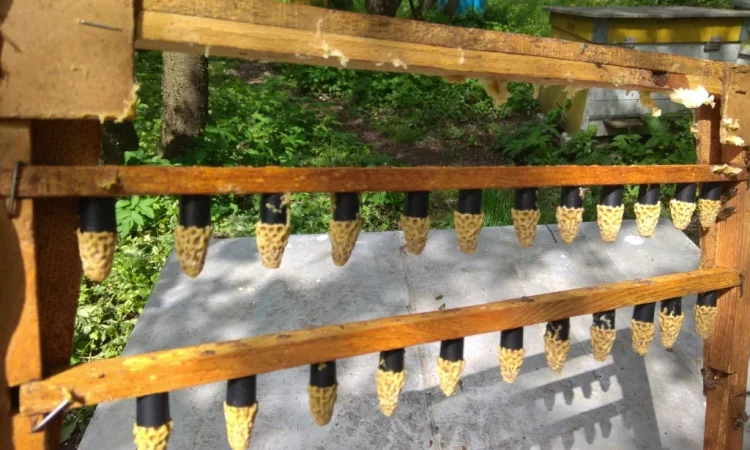 Продаж бджолопакетів Карніка - фото № 5