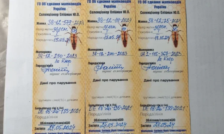 Продаж бджолопакетів Карніка - фото № 6