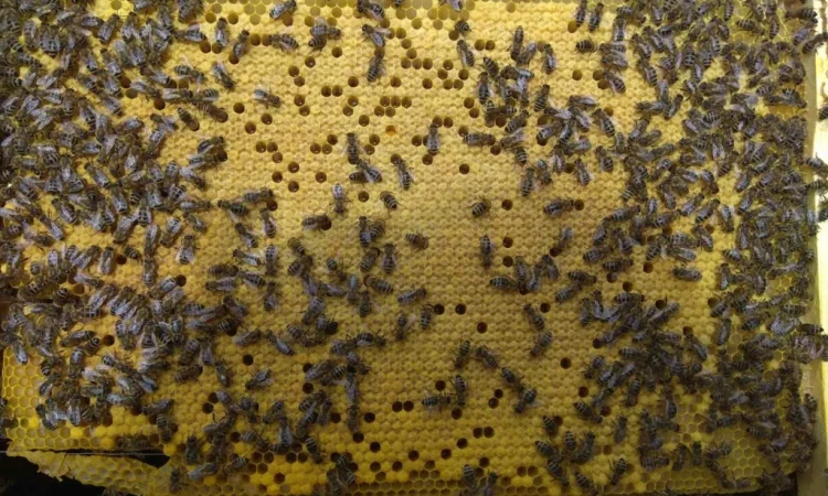 Продаж бджолопакетів Карніка - фото № 8