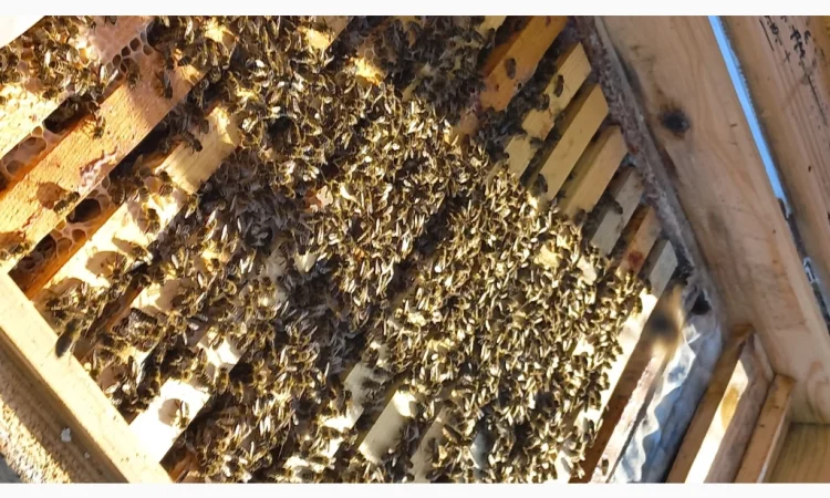 Пчелопакеты от матковиводной пасеки - фото № 1