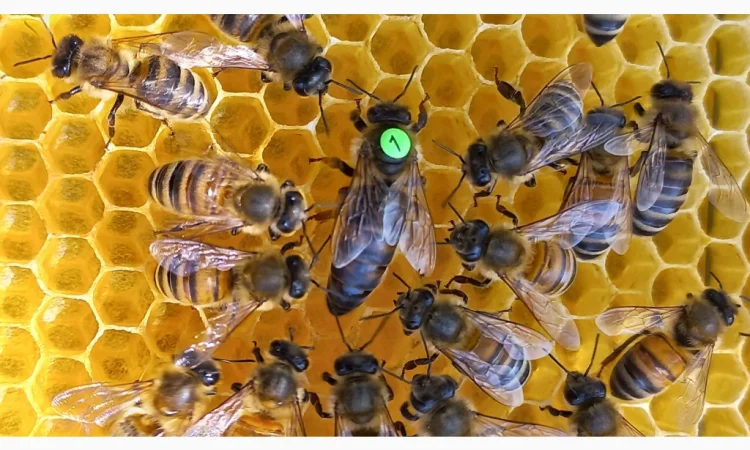 Пчелопакеты от матковиводной пасеки - фото № 2