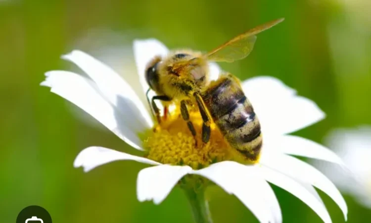 Продается бжолопакеты на 4 рамки - фото № 1