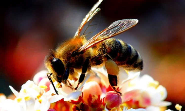 Бжолопакети Карпатка 3+1 (дадан 300) - 100 шт у продажу - фото № 1