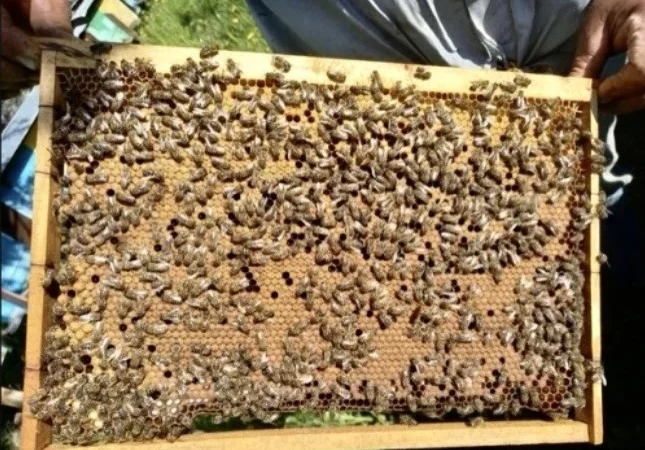 Пропонуються бджолопакети породи Карпатка - фото № 1