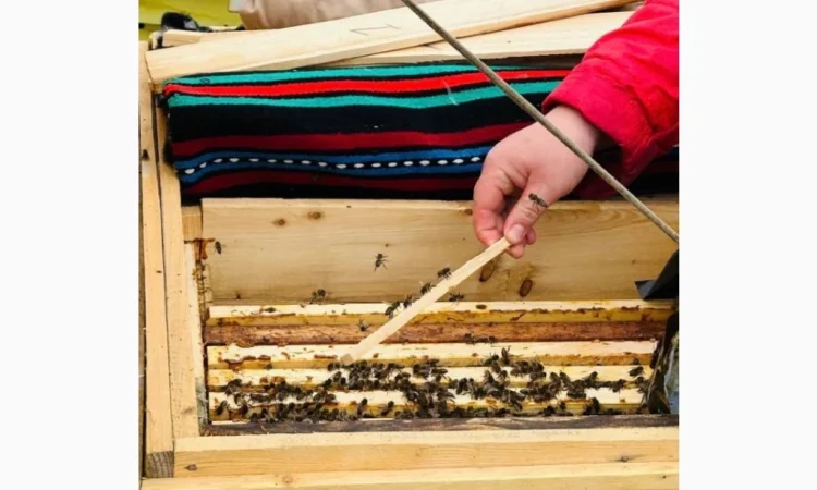 Пропонуються бджолопакети породи Карпатка - фото № 2