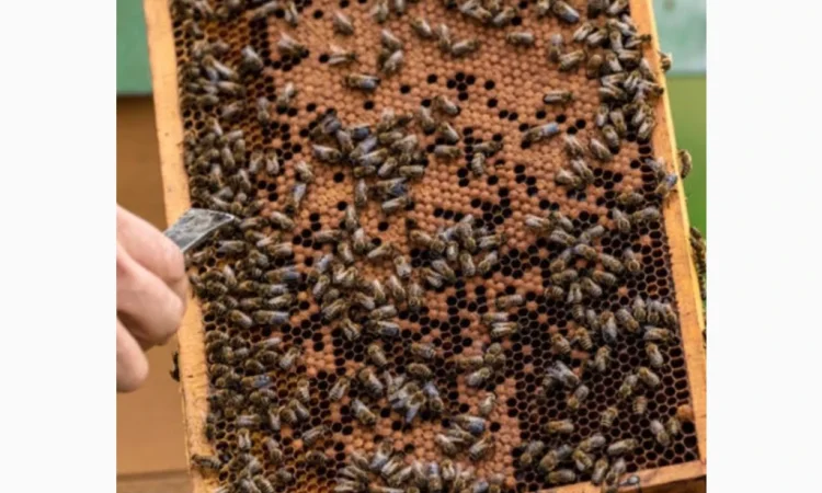 Пропонуються бджолопакети породи Карпатка - фото № 3