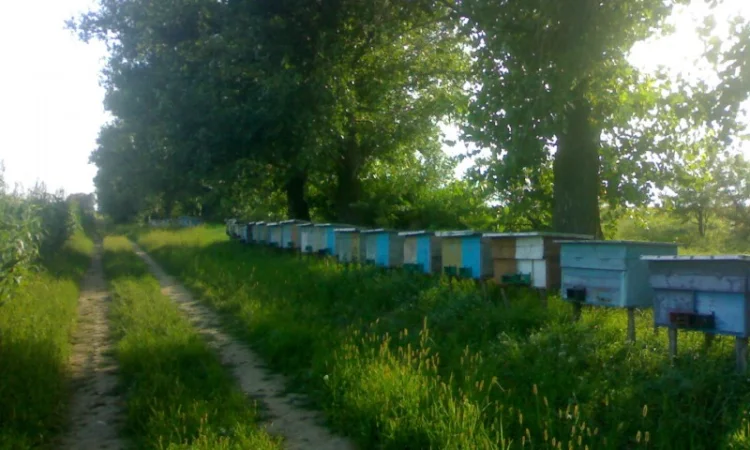 Продажа бджолопакетов 4 рамочные - фото № 1