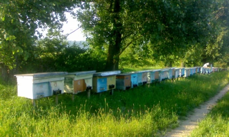 Продаются бжолопакеты 4 рамочные - фото № 1