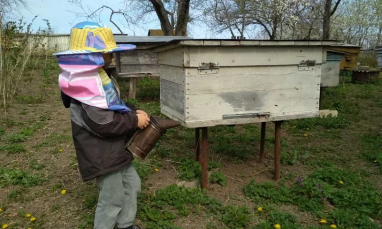 Продаж бджолопакетів української степової породи - фото № 1