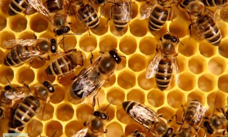 Пропонується пасіка з 39 бджолиними сім'ями - фото № 1