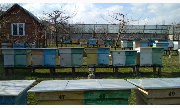 Продаются бджолопакеты и бджолосім'ї - фото № 1