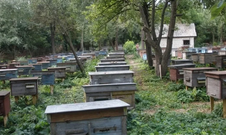 Продаются бджолосім'ї - фото № 1