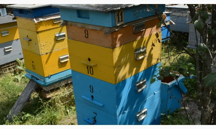 Продаются пчелосемьи весной - фото № 1