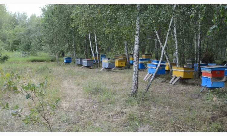 Продаются пчелосемьи весной - фото № 3