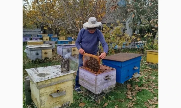 Продажа пчелосемей - фото № 1