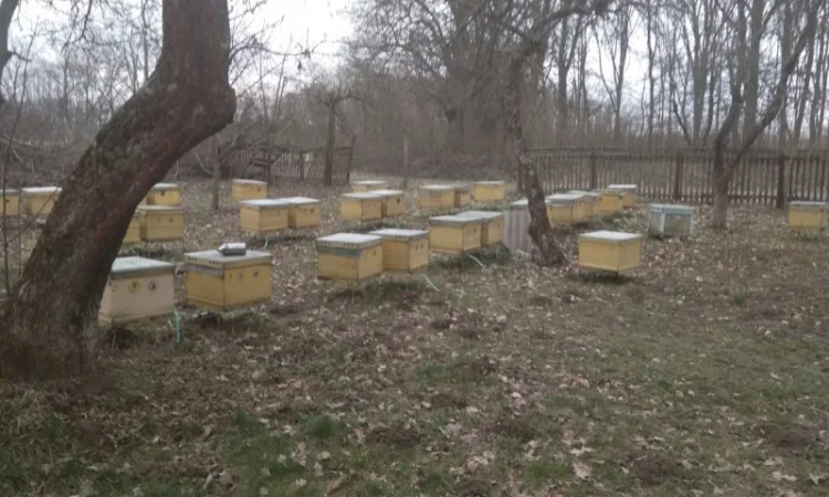 Продаются бджолосім'ї в Виннице - фото № 1
