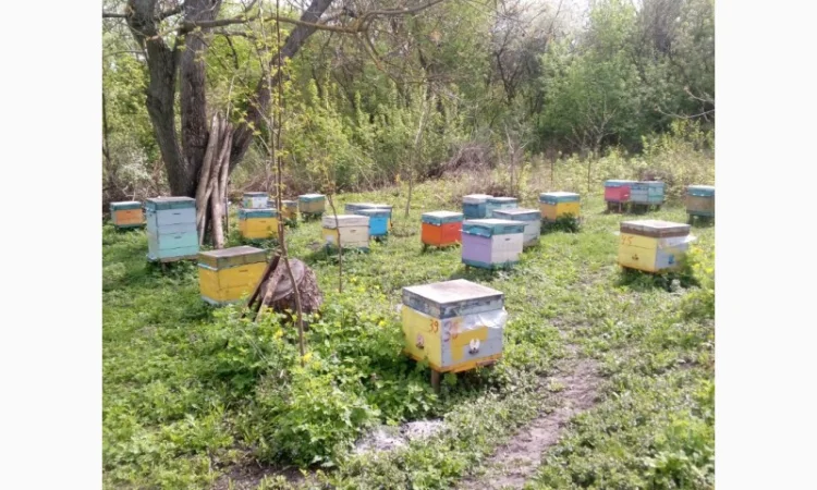Продаются пчелосемьи степной породы - фото № 1