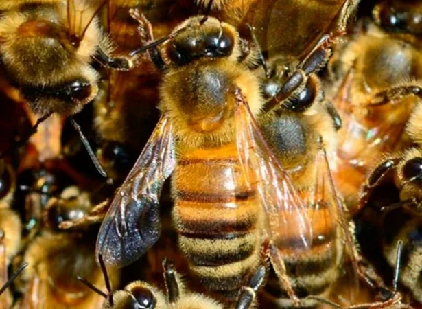 Продаются пчелы и пчелосемьи - фото № 1