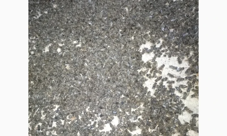 Куплю подмор пчел оптом - фото № 1