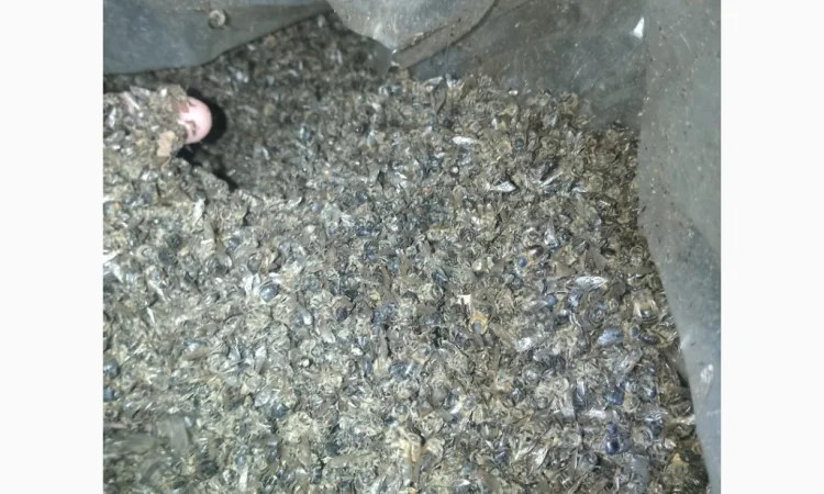 Куплю подмор пчел оптом - фото № 2