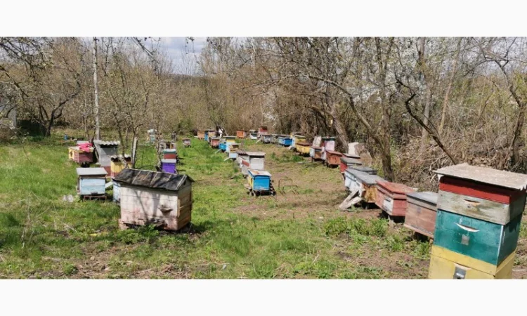 Продаются ульи с семьями пчел - фото № 1