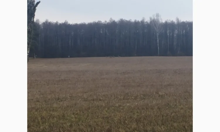 Розліснення полів - фото № 1