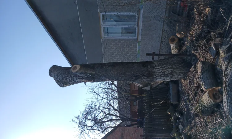 Стовбур горіха для мебели - фото № 1