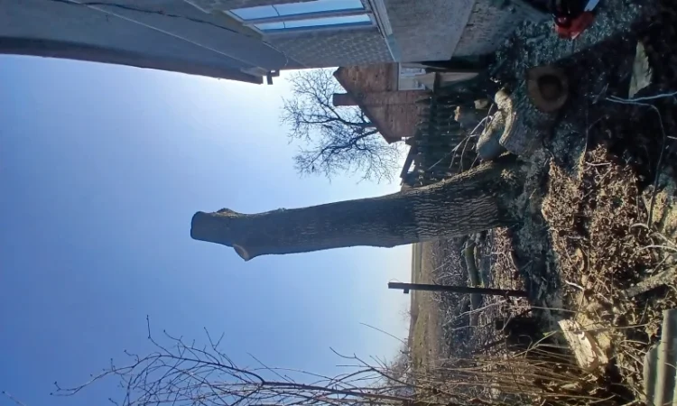 Стовбур горіха для мебели - фото № 2