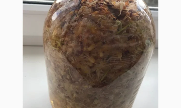 Настоянка каштана для лікування варикозу - фото № 1