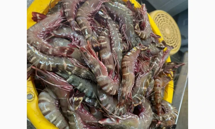 Свежий осьминог для продажи - фото № 1