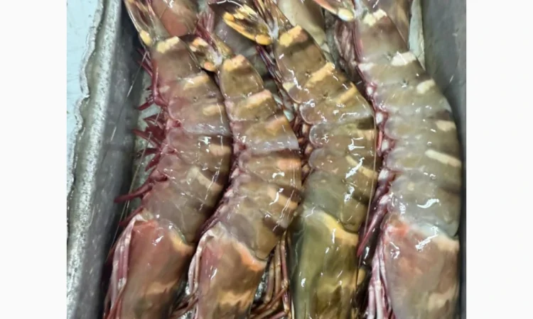 Свежий осьминог для продажи - фото № 2