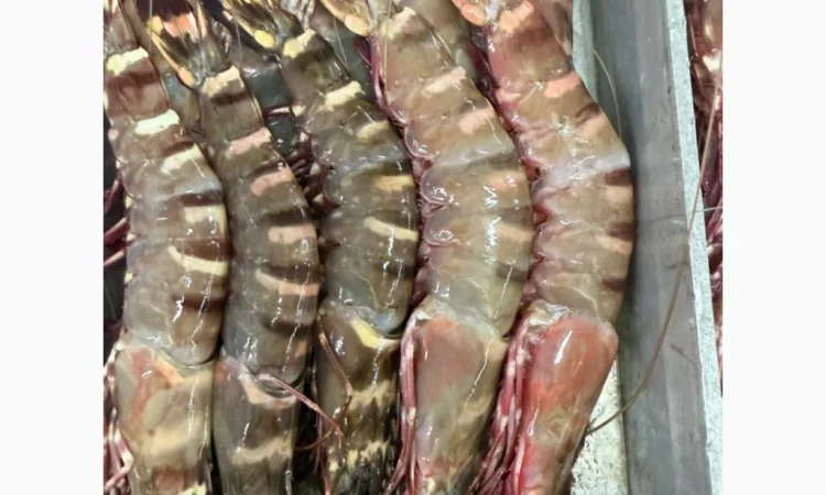 Свежий осьминог для продажи - фото № 7