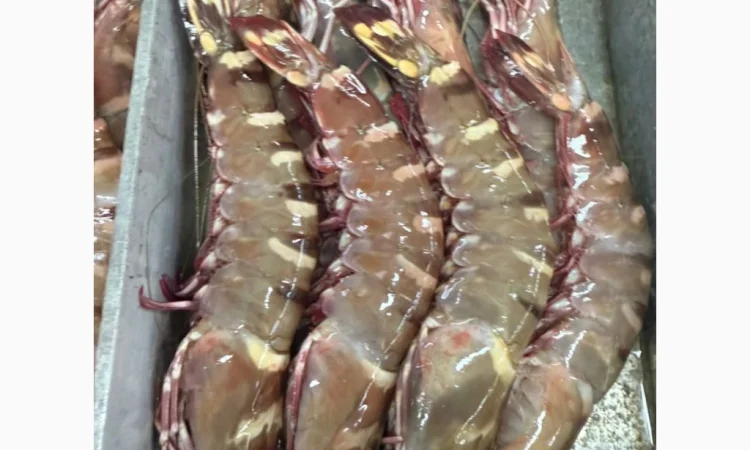 Свежий осьминог для продажи - фото № 9