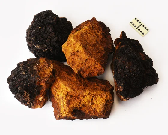 Настоянка чаги для лікування шкірних захворювань - фото № 5