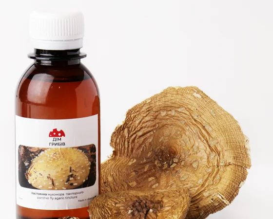 Настойка пантерного мухомора для здоровья - фото № 1