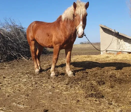 Продаж жеребця породи Радянський ваговоз, 4 роки - фото № 1