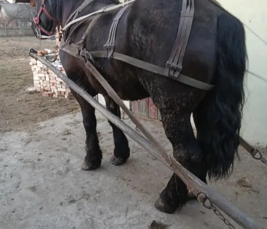 Жеребець ваговоз для парування, вага 900 кг - фото № 1