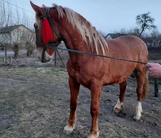Продаж жеребця, у травні буде 2 роки - фото № 1
