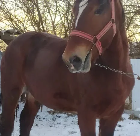 Продаж жеребця 1,5 року - фото № 1