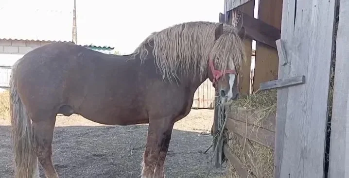 Продам жеребця з документами - фото № 1