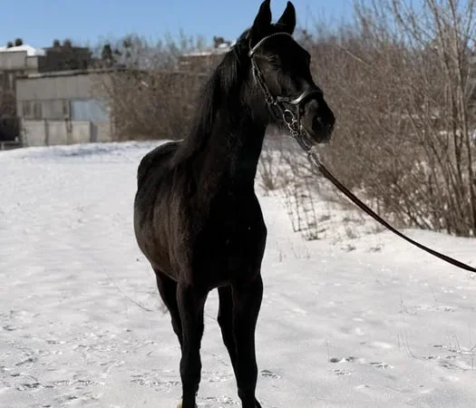 Продаж жеребця УВП 2 роки - фото № 1
