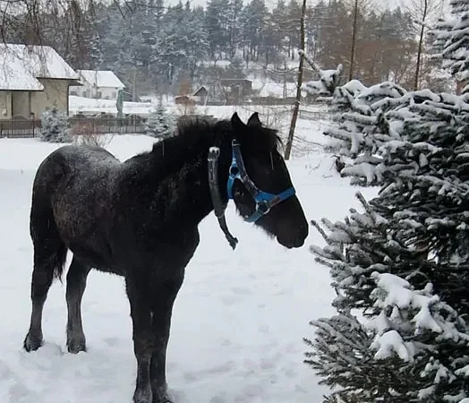 Продаж жеребця по Сеньйору - фото № 1