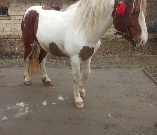 Продаж жеребця 5 років - фото № 1