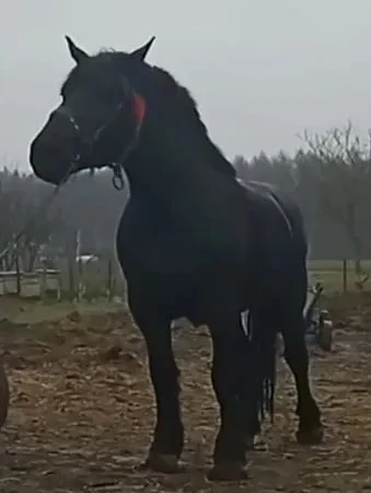 Пропонується молода кобила ваговоз - фото № 1