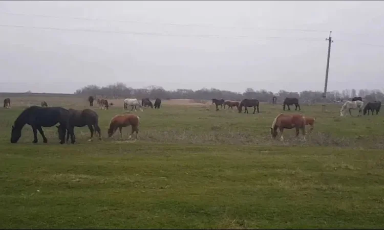 Продаж кобили, можливий продаж кількох - фото № 1