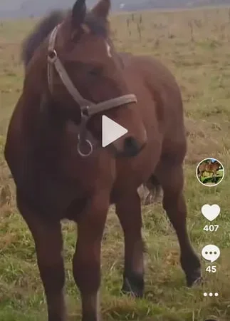 Жеребчик гнідої масті – відмінний вибір для вашого господарства - фото № 1