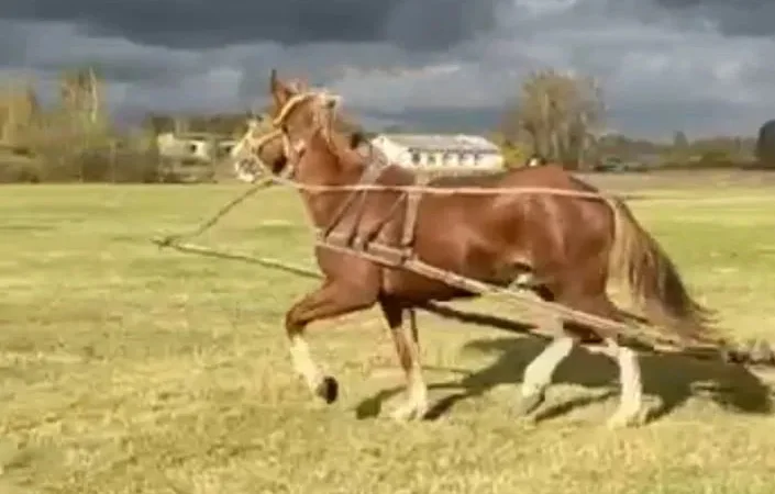 Лоша дворічний ваговоз - фото № 1