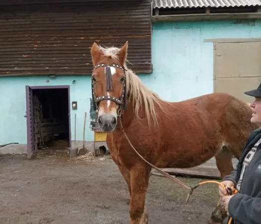 Продається кобила ваговоза - фото № 1