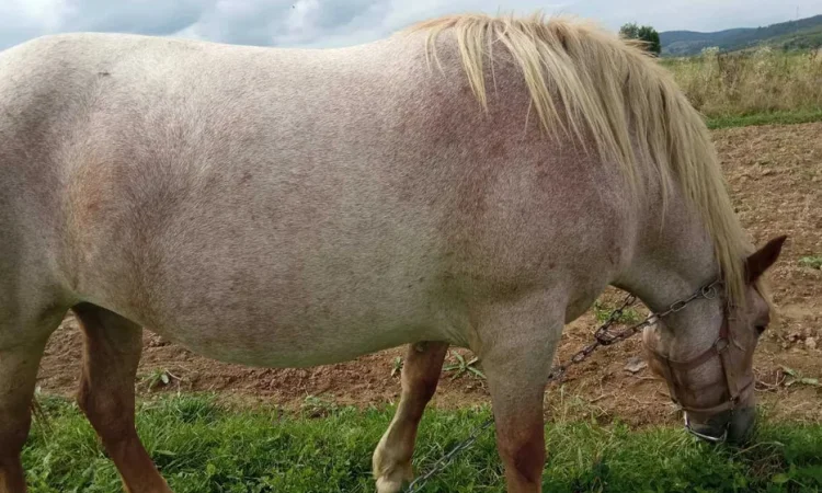 Пропонується кобила ваговозів, 2 роки 3 місяці - фото № 1